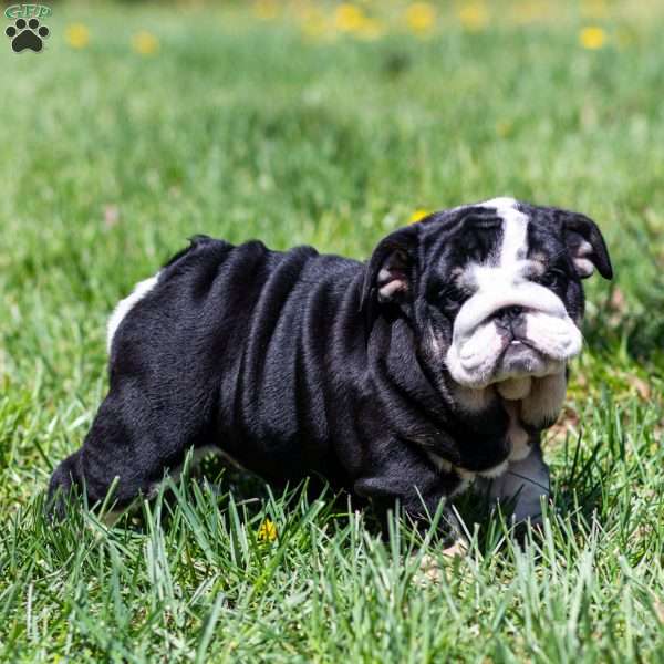 Inky Shadow, English Bulldog Puppy